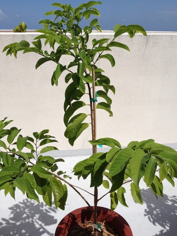 Our Garden 009