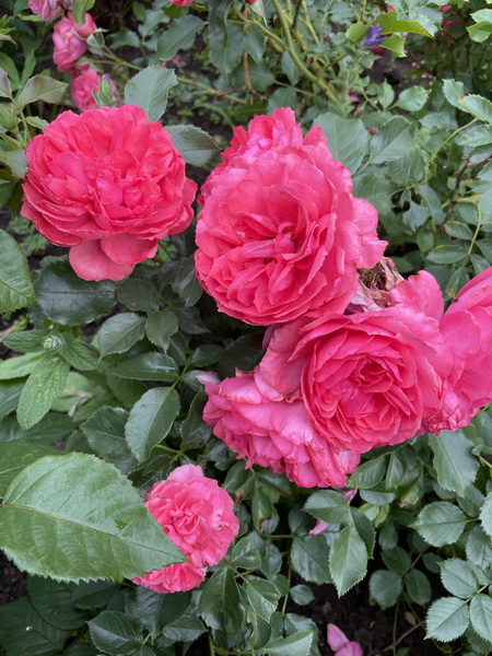https://i.postimg.cc/QMsz8jHd/IMG-5424.jpg