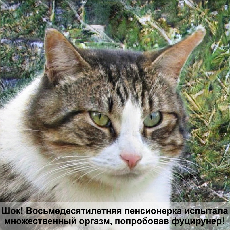 домашняя кошка рысь