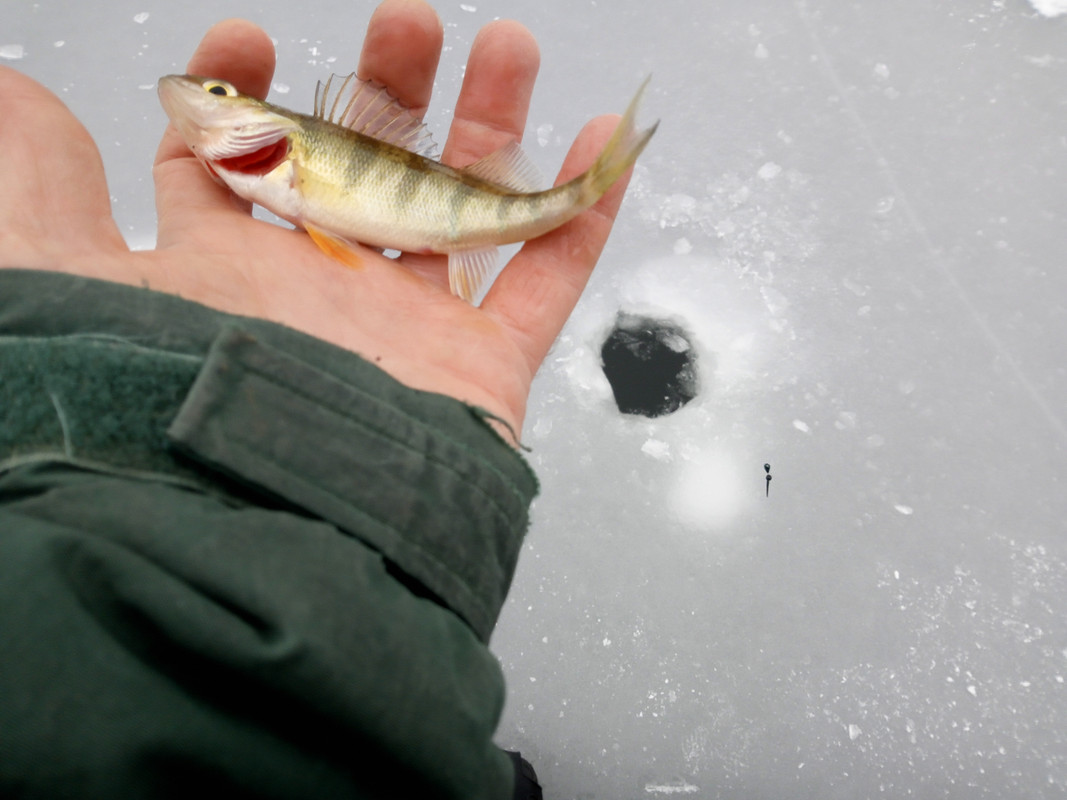 whopper