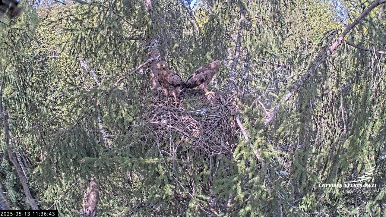 LVM mazais ērglis Lisiņa, egle2 – Lesser Spotted Eagle 14-51-8 screenshot