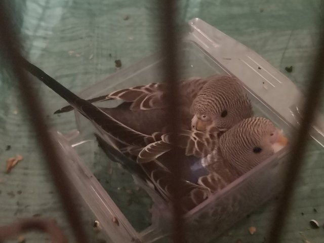 [Image: IMG-20201002-212830-resized-20201002-092858983.jpg]