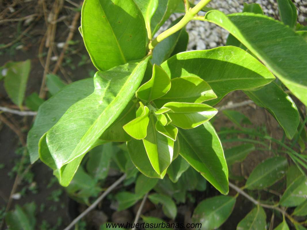huertasurbanas_com_20180311_114017psidium_robustum-3