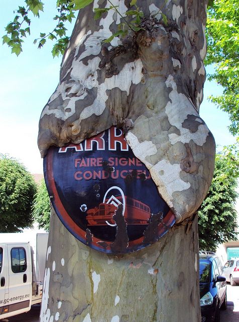 Le Cescqual Saint-Pourcain
