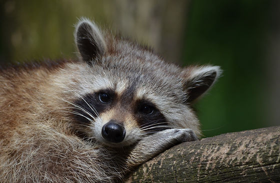 wildlife removal Orlando