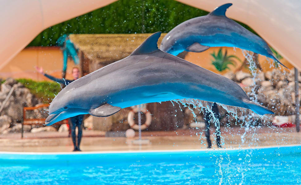 Dolphin Bay Dubai How To Reach Best Time Tips