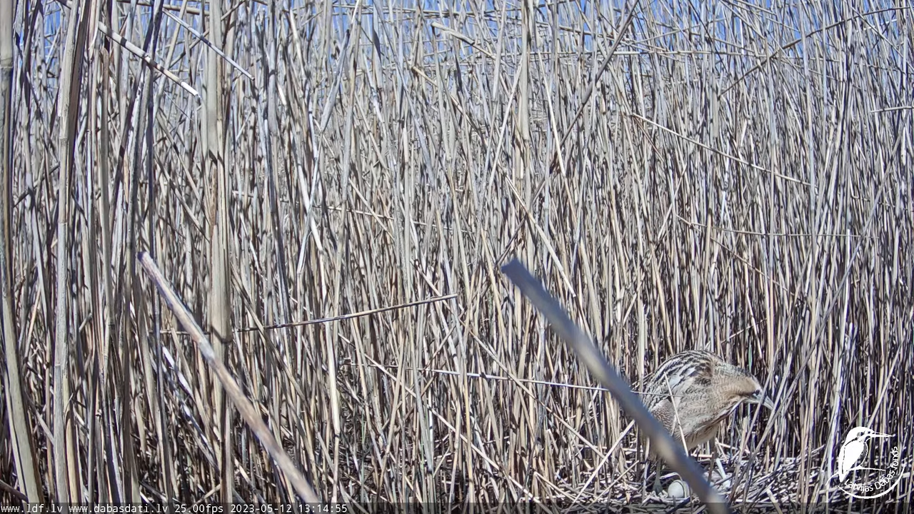 Lielais dumpis (Botaurus stellaris) Engurē - LDF tiešraide 5-54-3 screenshot
