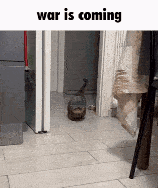 https://i.postimg.cc/QMxC56gW/Cat-Funny-GIF.gif