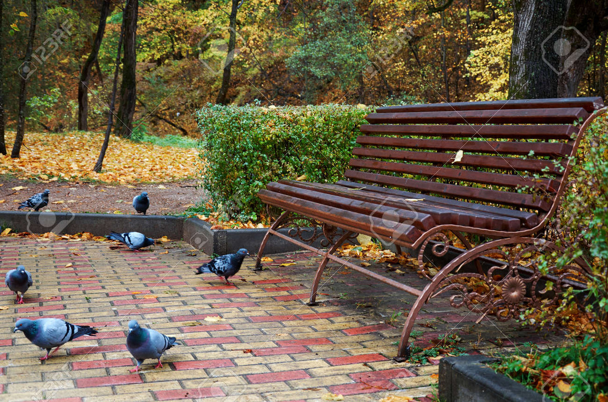 80304774-i-piccioni-sono-seduti-vicino-a-una-panchina-del-parco