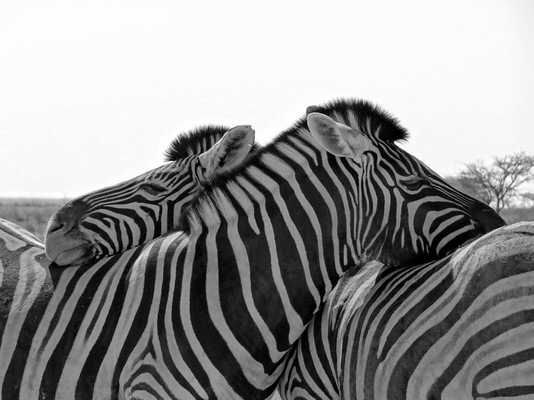Zèbres au repos (N&B)