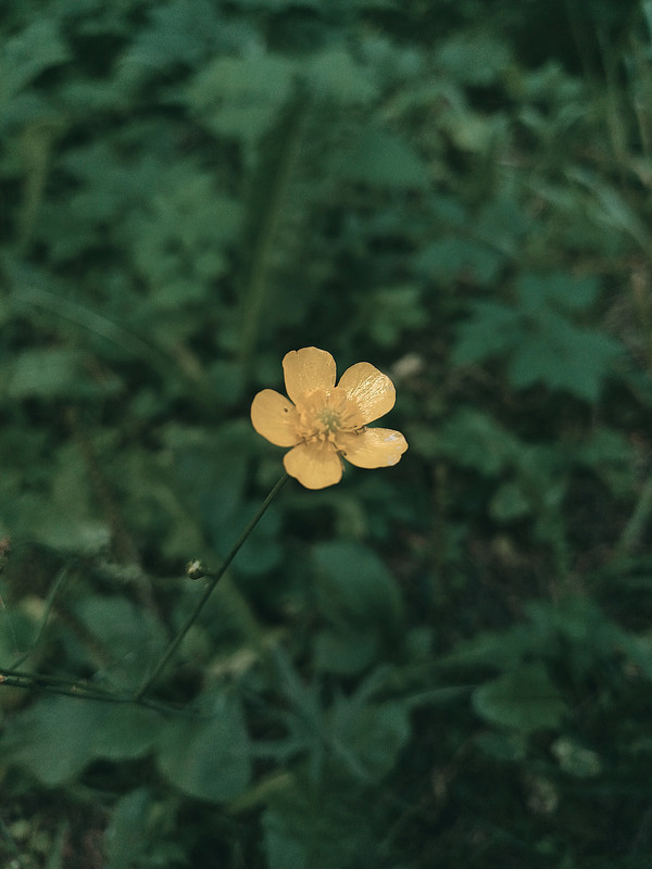 Sirvėtos regioninis parkas