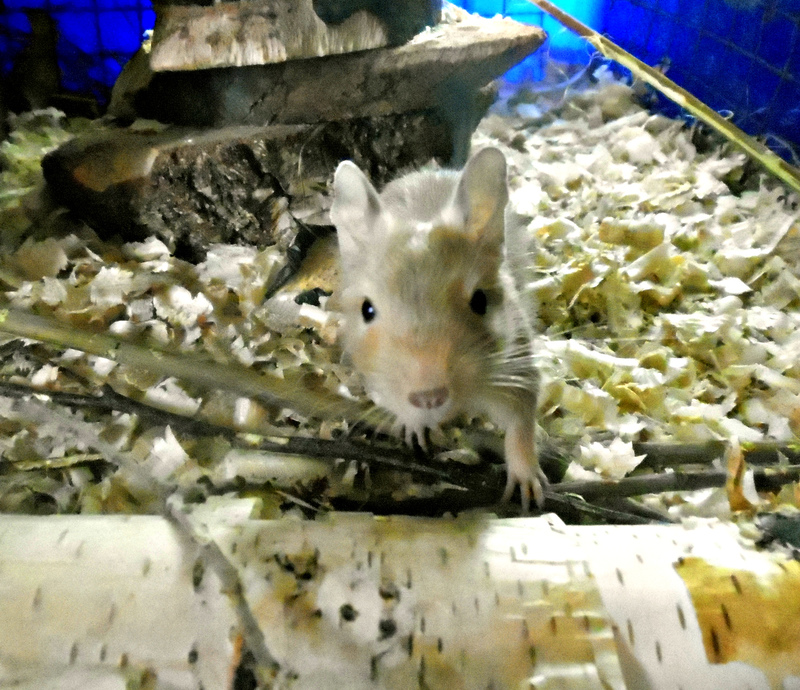 DSCN4639