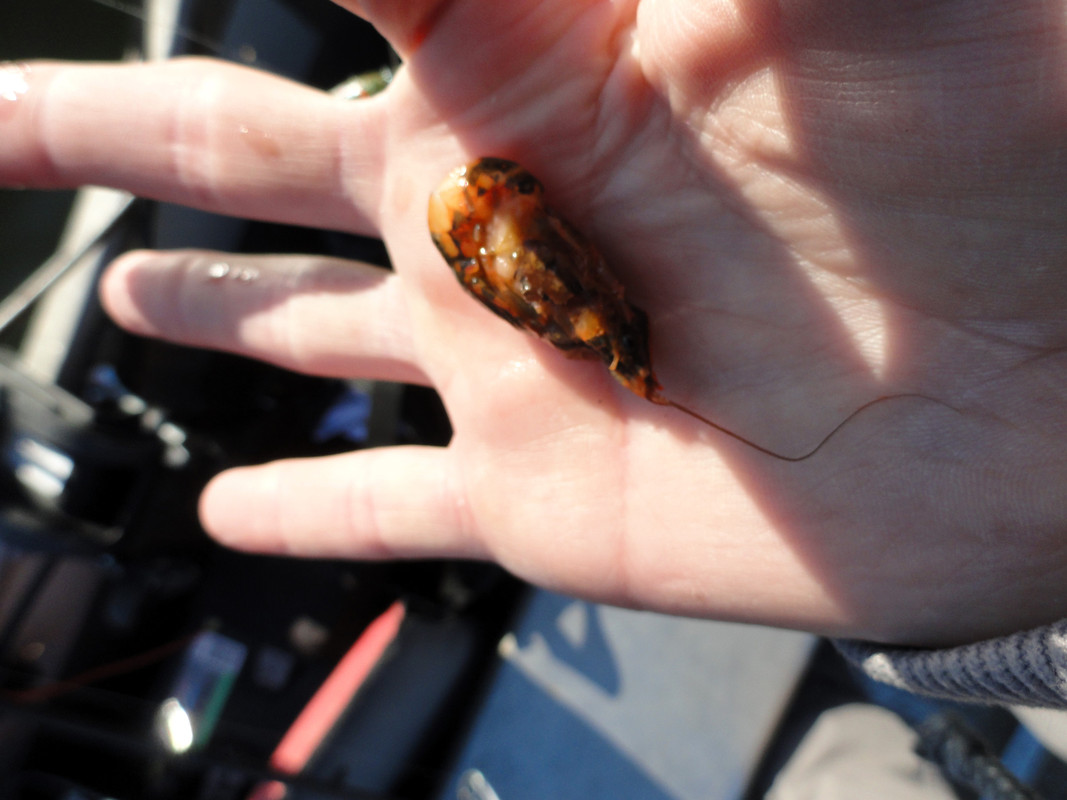 red-crawfish-in-the-middle-back-corner.j