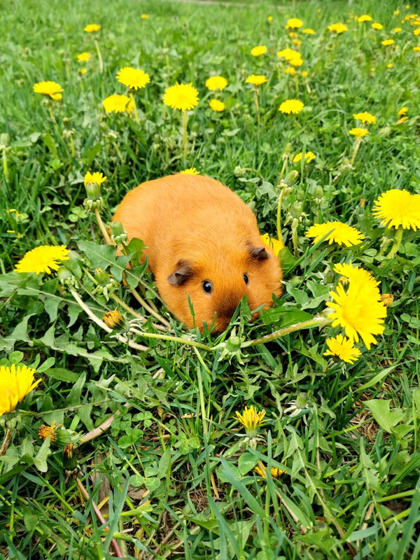 хор. 93c52738-e7b7-459e-a6d3-f38d2166c876