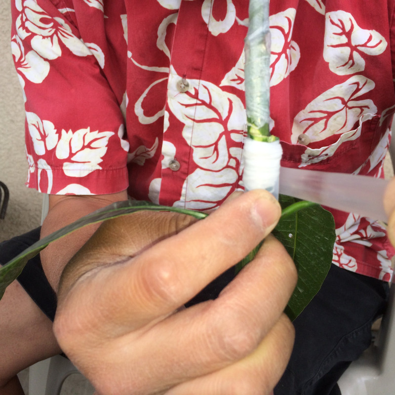 applying_parafilm_grafting_tape