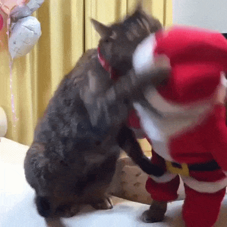 4.gif