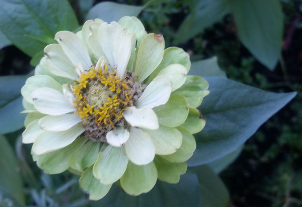 [Image: y20180925_121920.jpg]