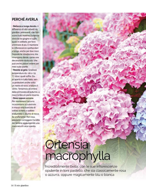 Il Mio Giar Lug-Ago 2021 (3)