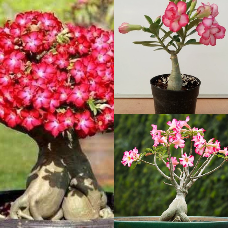 real-desert-rose-colors.jpg