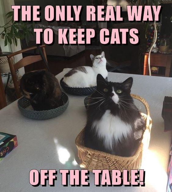 Cat Humor #7