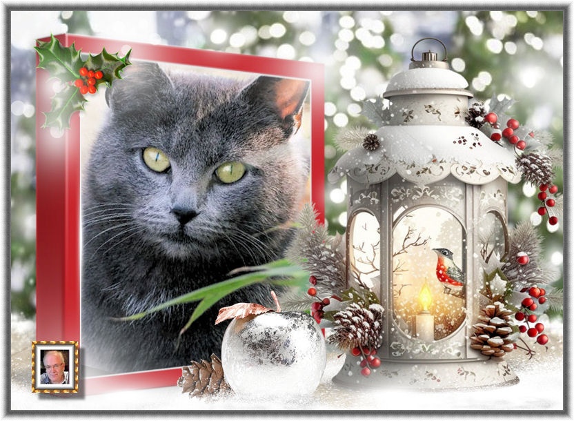 MOOIE-KATER-2