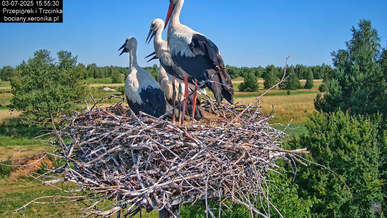 03072025bociany42