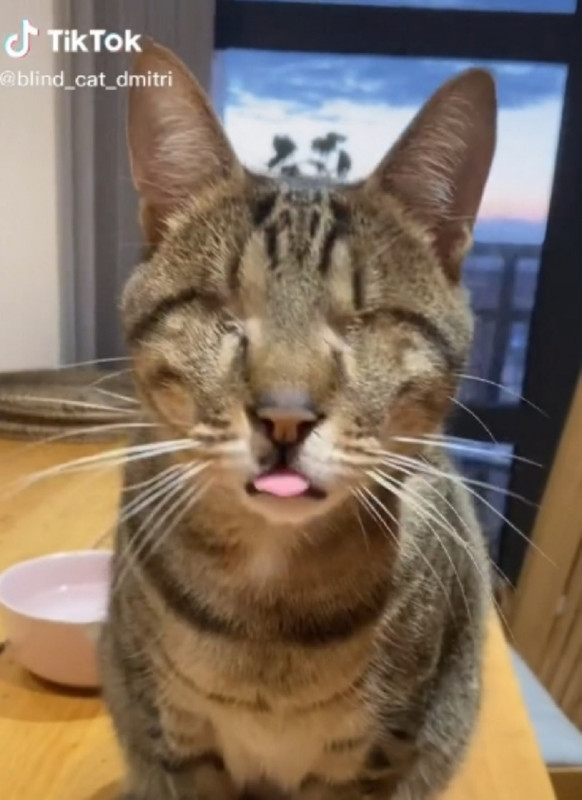 Gatito sin ojos que es una estrella en TikTok