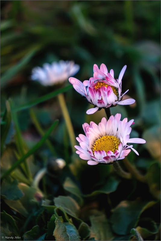 XT5A6431-Verbessert-RR 2025 SB BP LR ERWZ FB