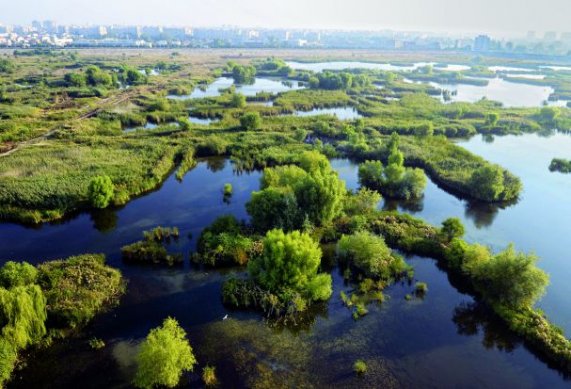 phoca_thumb_l_vacaresti 4