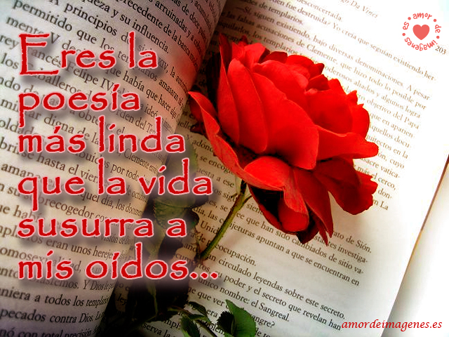 imagenes-de-rosas-con-frases-de-amor-rosa-y-libro
