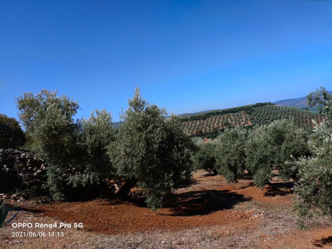 Seguimiento evolutivo/productividad parcela de secano en calar (Jaén) - Página 2 PHOTO-2021-06-06-19-41-36
