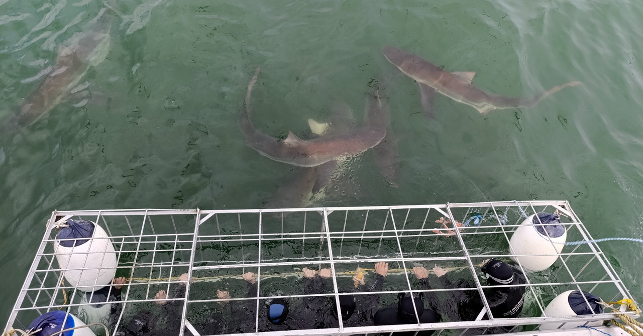 Такая близкая Африка. (ЮАР. 22 дня и 4200 км. Ноябрь-Декабрь)