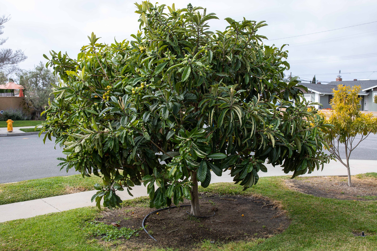 8U1A8902  Loquat Tree Loaded with Fruit (4-8-2023)