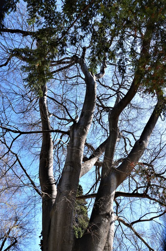 JARDIN BOTANICO-13-4-2013-MADRID - Paseando por España-1991/2023 (24)