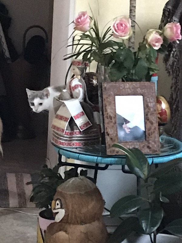 388BCF05-AF7E-46CF-8CF2-CDCFAD9DB7D7