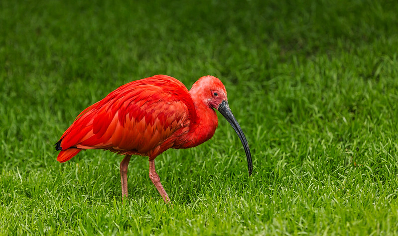 red-bird.jpg
