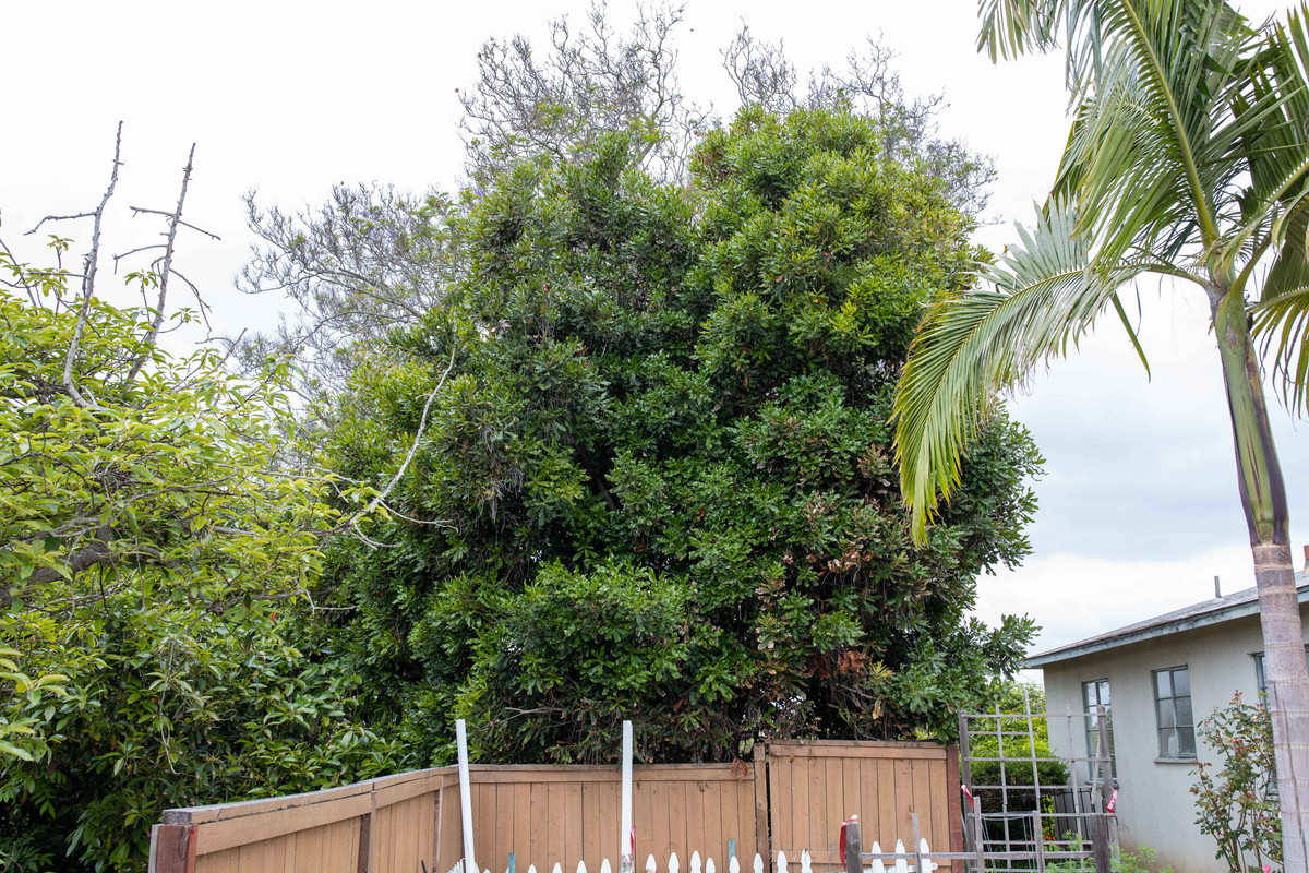 8U1A9927  Linda Macadamia Mother Tree at Clausens, Closer-Up (5-25-2019)