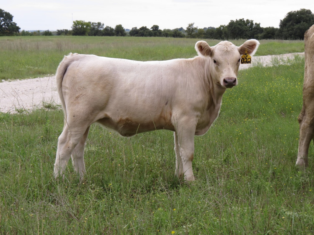 022-Heifer-5-5-months.jpg