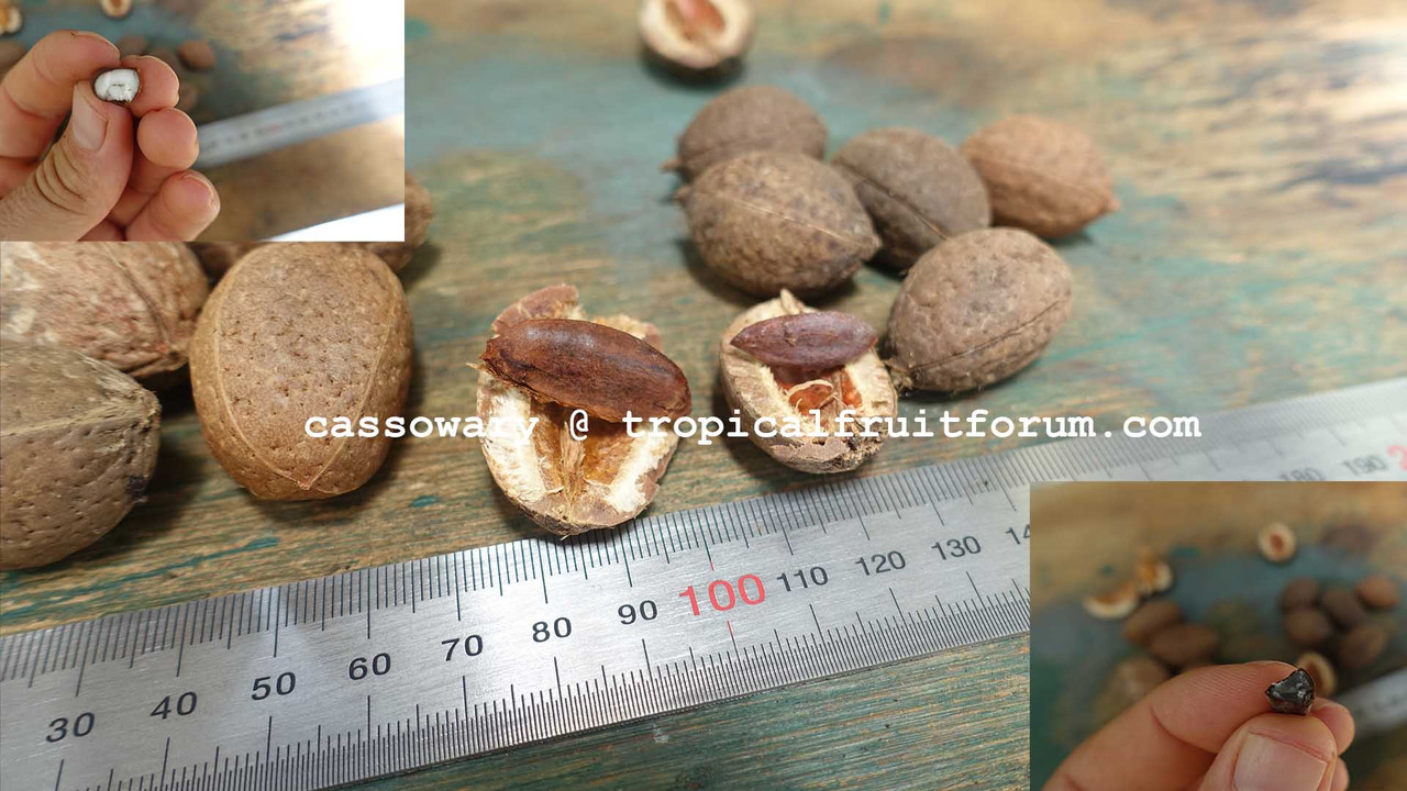 e bancroftii cassowary