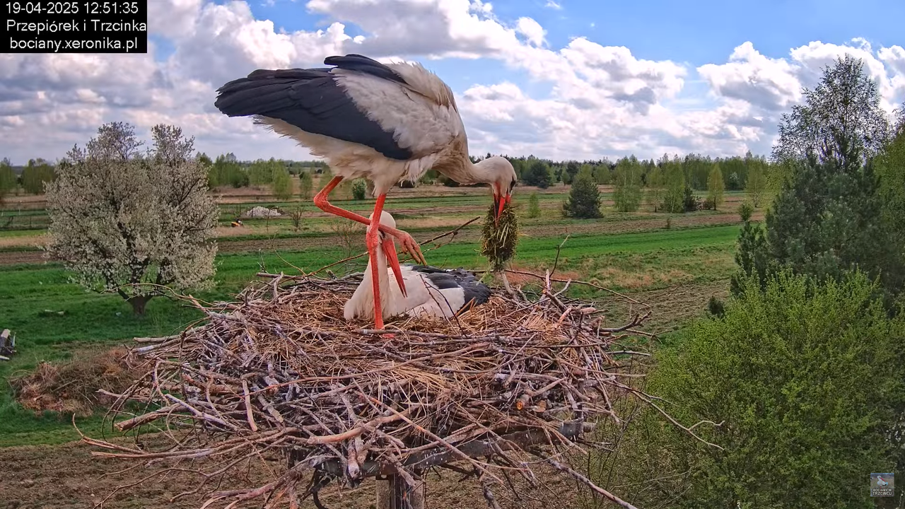19042025bociany16