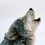 howlingwolf-gravatar