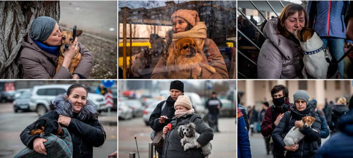 Mascotas: las otras protagonistas de la guerra en Ucrania
