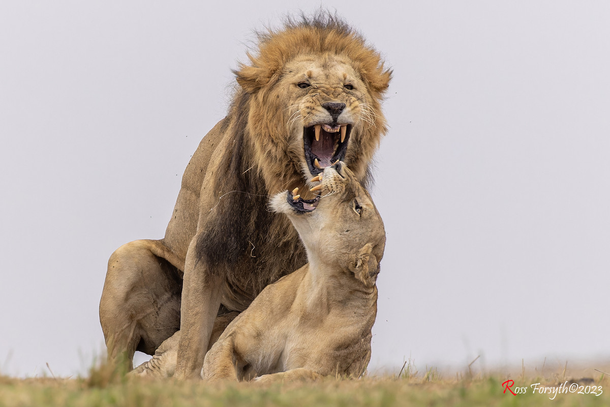 _5RF5979-CR3_DxO_DeepPRIMEXD