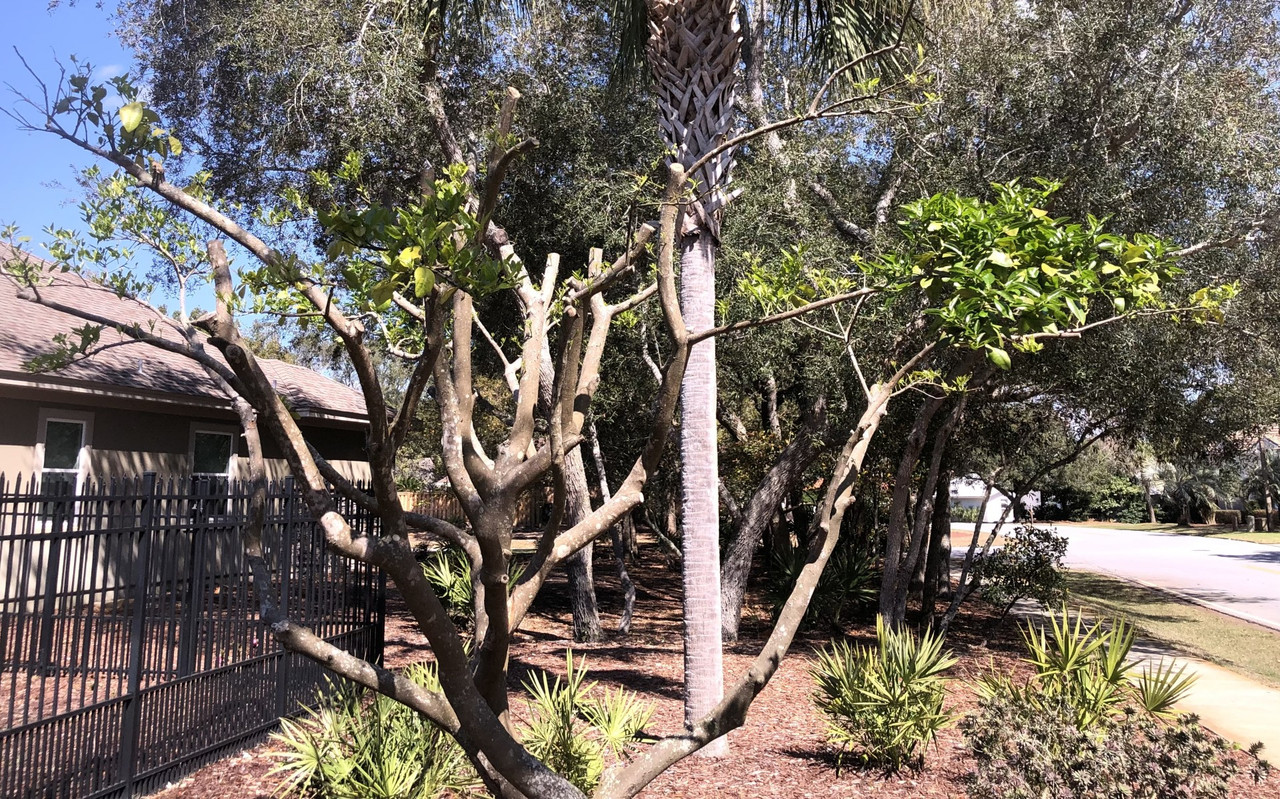 New Growth