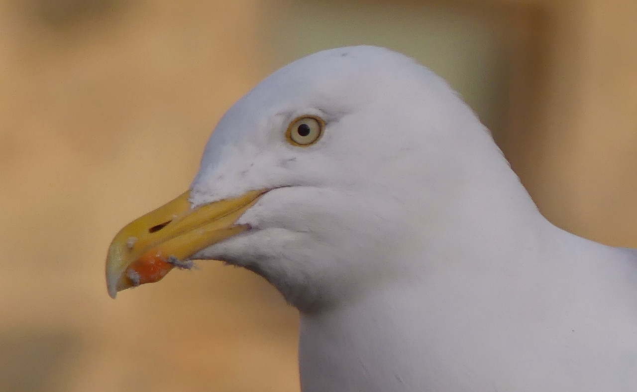 HERRING GULL 5