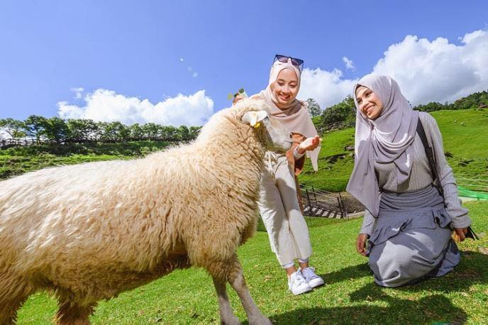 bermain dengan haiwan di Qingjing Farm Taiwan