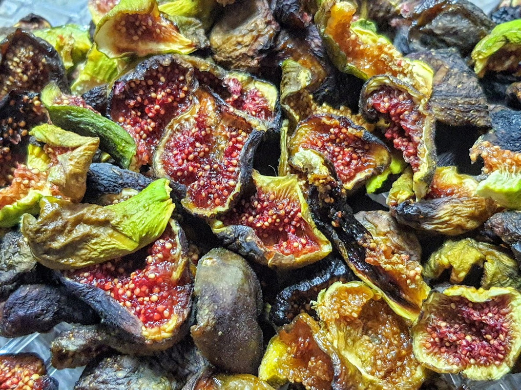 Dried Fig 09 05 20 3 — Postimages