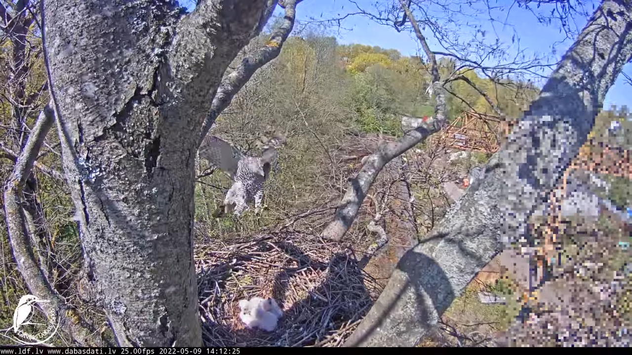 Vistu vanags (Accipiter gentilis) Rīgā - LDF tiešraide __ Goshawks, Riga, Latvia 17-37-25 screenshot