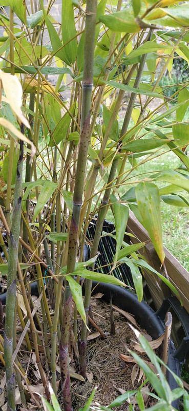 IMG_20230427_125849Web-songming-semis