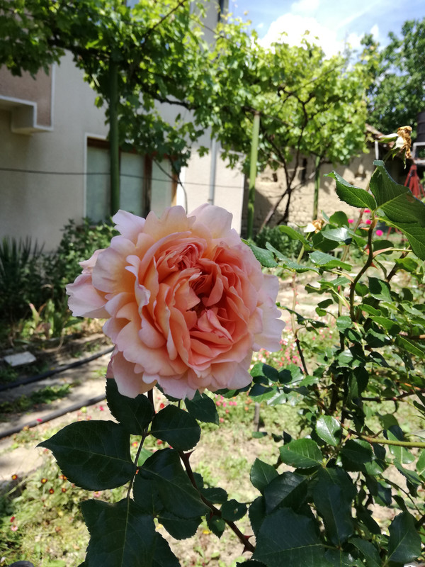 IMG_20190526_124112